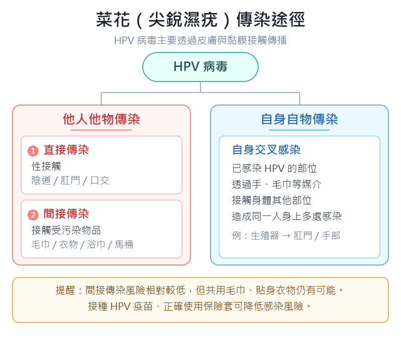菜花HPV病毒傳染途徑